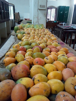 Theosophical Society - Adyar-grown mangoes