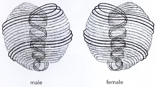 Theosophical Society - Figure 2. Images of male and female anu.